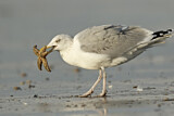 Image. European Herring Gull