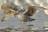Image. European Herring Gull