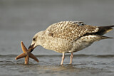 Image. European Herring Gull