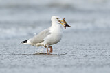 Image. European Herring Gull