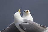 Image. European Herring Gull