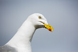 Image. European Herring Gull