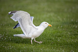 Image. European Herring Gull
