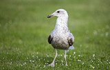 Image. European Herring Gull
