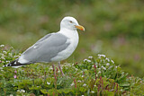 Image. European Herring Gull