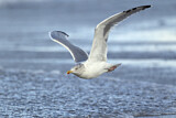 Image. European Herring Gull