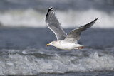 Image. European Herring Gull