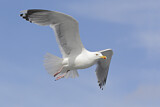 Image. European Herring Gull