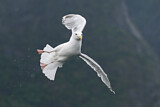 Image. European Herring Gull