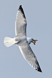 Image. European Herring Gull