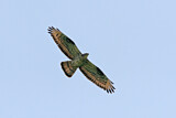 Image. European Honey Buzzard