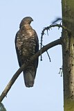 Image. European Honey Buzzard