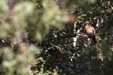 Image. European Honey Buzzard