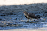Image. European Honey Buzzard