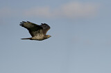 Image. European Honey Buzzard