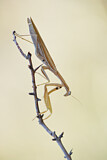 Image. European Mantis