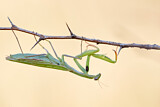 Image. European Mantis