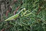 Image. European Mantis