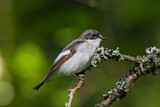 Image. European Pied Flycatcher