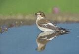 Image. European Pied Flycatcher