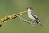 Image. European Pied Flycatcher