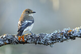 Image. European Pied Flycatcher