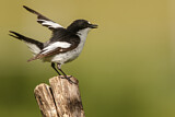 Image. European Pied Flycatcher