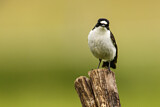 Image. European Pied Flycatcher