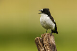 Image. European Pied Flycatcher