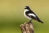 Image. European Pied Flycatcher