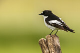 Image. European Pied Flycatcher