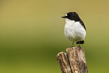 Image. European Pied Flycatcher