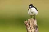 Image. European Pied Flycatcher