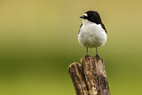 Image. European Pied Flycatcher