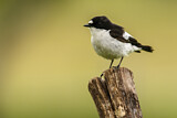 Image. European Pied Flycatcher