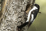 Image. European Pied Flycatcher