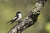 Image. European Pied Flycatcher