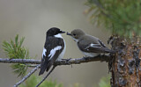 Image. European Pied Flycatcher