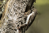 Image. European Pied Flycatcher