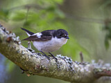 Image. European Pied Flycatcher