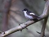 Image. European Pied Flycatcher