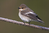 Image. European Pied Flycatcher