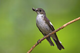 Image. European Pied Flycatcher