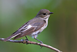Image. European Pied Flycatcher