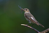 Image. European Pied Flycatcher