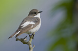 Image. European Pied Flycatcher