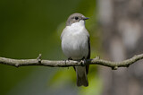 Image. European Pied Flycatcher