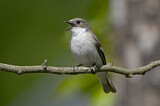 Image. European Pied Flycatcher