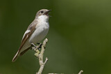 Image. European Pied Flycatcher