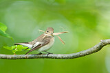 Image. European Pied Flycatcher